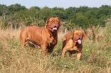 DOGUE DE BORDEAUX 472